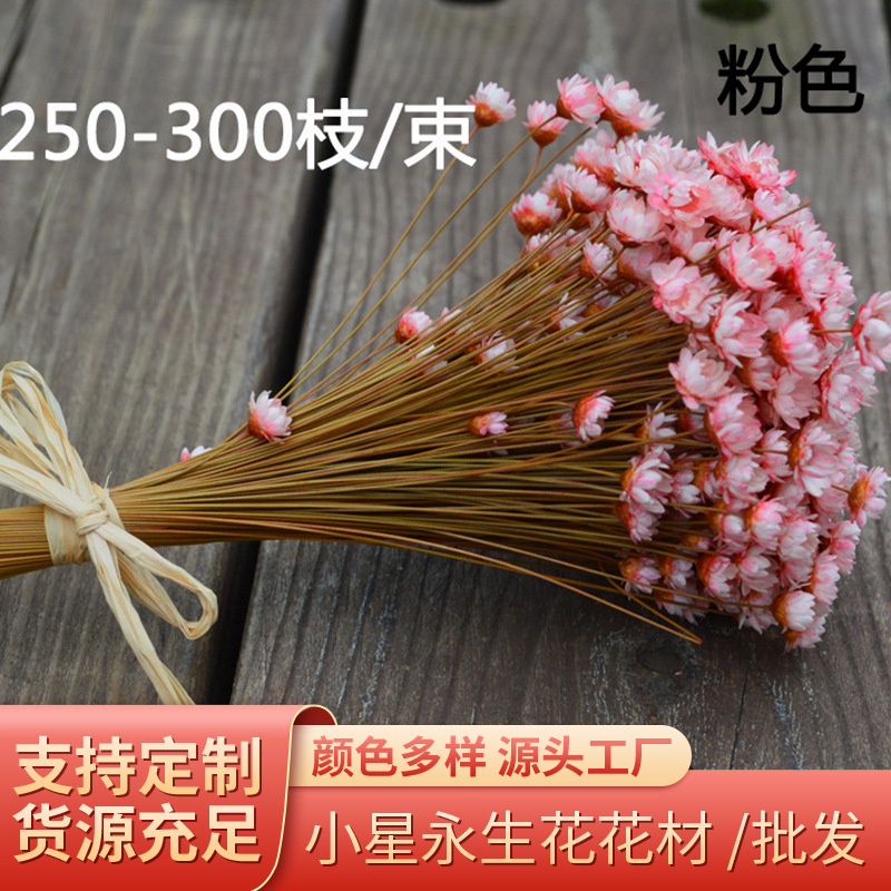 小星花永生花花材 巴星花 圣诞节情人节礼物资材 爱情花 30枝