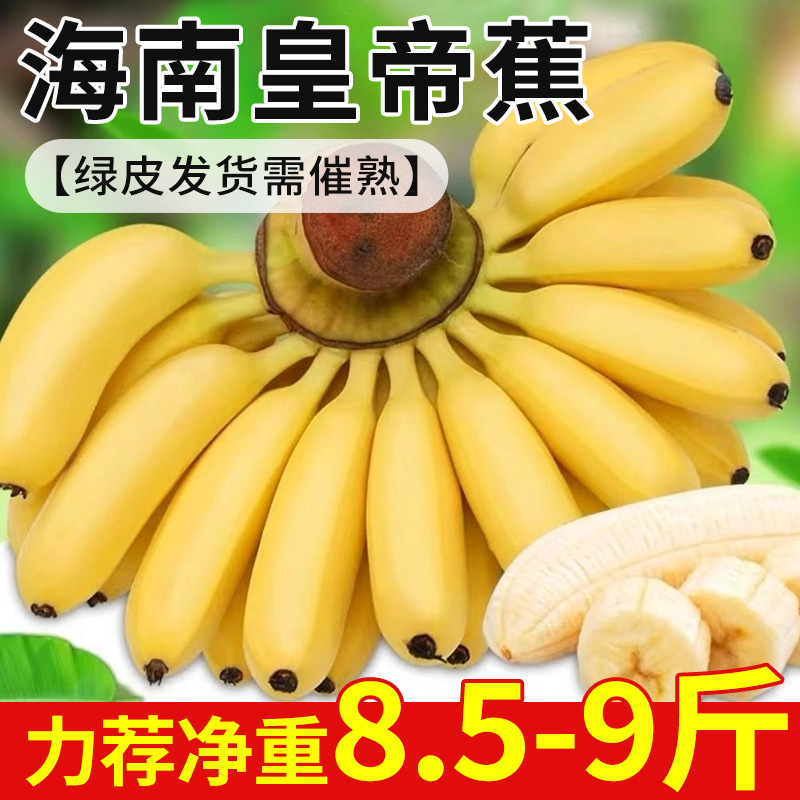 Hainan Emperor Bananas with Green Skin Need to Be Ripened before Shipping, and Can Be Shipped in Whole Boxes as Fresh Seasonal Tropical Sweet Bananas