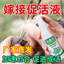 植物伤口愈合剂嫁接促活液果树木盆景切口专用愈合剂嫁接神器喷剂