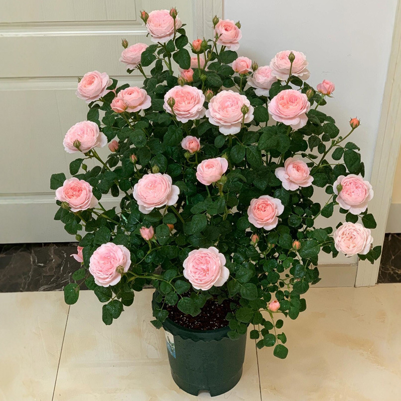 一件代发浓香玫瑰花大苗瑞典女王阳台庭院丰花月季四季开花盆栽花