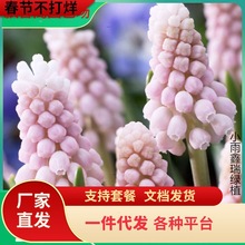 一件代发葡萄风信子种球 进口多年生球根庭院室内阳台植物年花年
