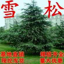 雪松树苗四季常青宝塔松圣诞树庭院大型树种耐寒植物名贵绿化苗木