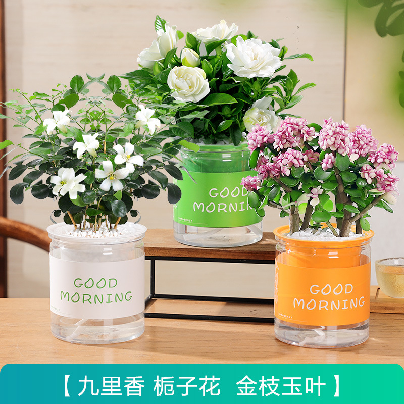 [특별 제공 화분 3개] 치자나무 + 구리향 + 황금가지와 옥잎