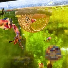 独立站新款FishRestArea鱼类休息室水族箱配件浮动观赏鱼