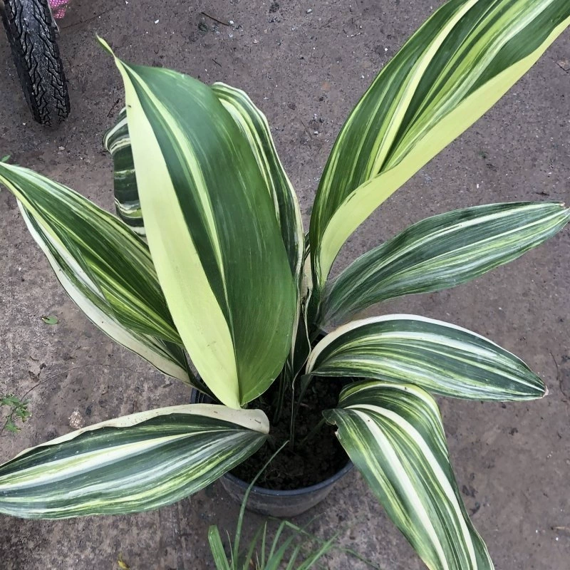 База оптом полосатой орхидеи для посадки ограниченного количества саженцев с хорошим качеством листвой растений