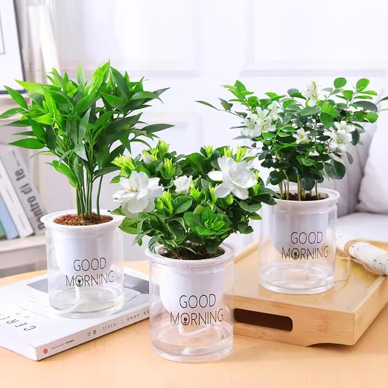 [향수 패키지] 모기퇴치대나무 + 치자나무 + 구리향(좋은 아침 대야) + 영양액