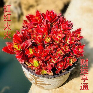 ���t�t��𡿳���Ƕ���ֲ��t�~���Ϙ��𼧼t����Gֲ���Ի���