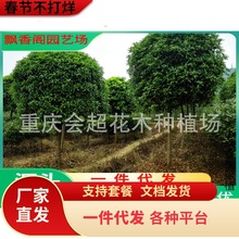 一件代发大量出售八月金桂桂花苗 1-15公分桂花树苗 量大从优