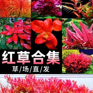 �tɫˮֲ���~��ˮ���B�쾰������ԾGֲ�ϼt����Ѫ�t�m͢