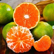 正宗湖北青皮蜜橘9斤整箱新鲜当季水果10批发包邮5孕妇酸蜜桔云南