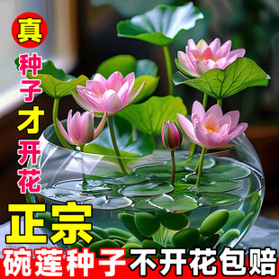 �m�ϑ����B��ˮ�໨��ɏ�ļ�ˮ��ֲ�ﻨ�ܺɻ�����ˮ�B�ļ�ɏ���N