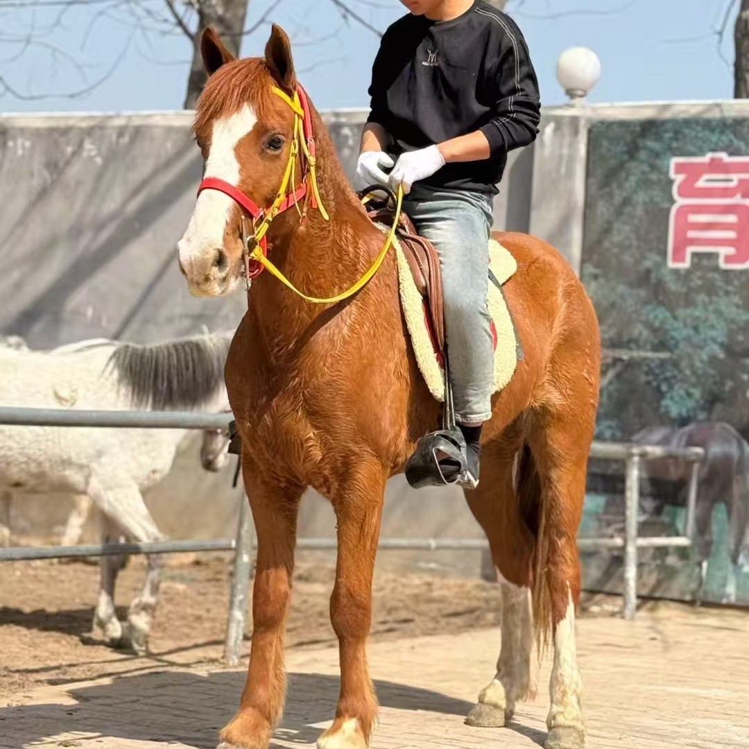 Horse riding large horse breed Akhal-Teke children's tutorial live horse manor guest horse viewing pulling cart horse sales recycling