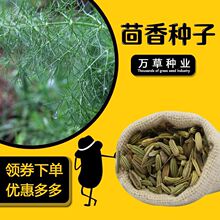 新装小茴香种籽阳台花盆庭院种植非割茬茴香种子四季播种蔬菜种孑