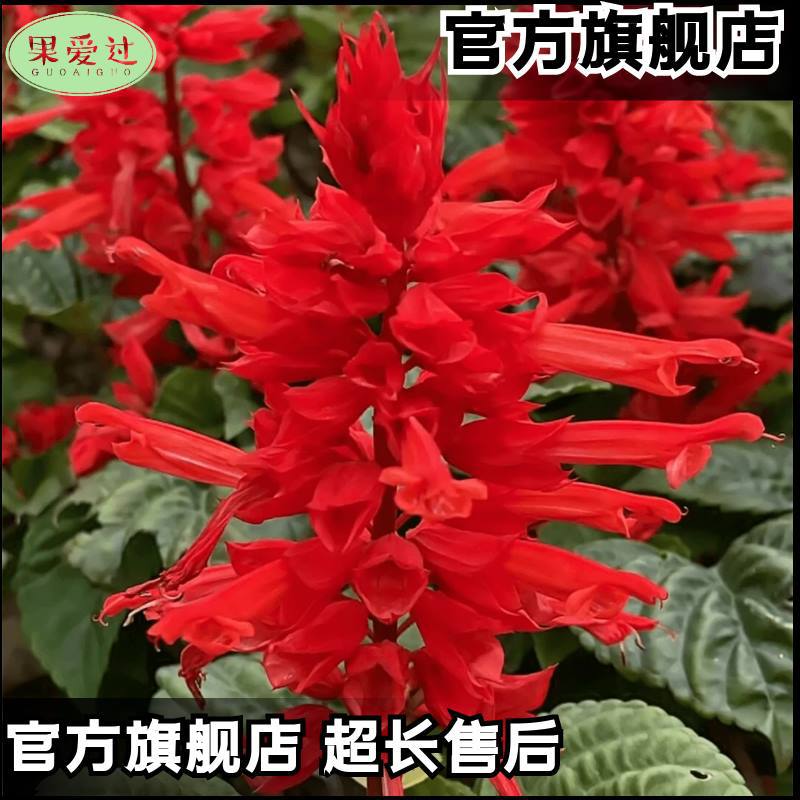 Una cadena de semillas rojas cadena de semillas rojas resistente a altas temperaturas resistente a la sequía flores polvo largo blanco púrpura mezcla jardín en maceta semillas de plantas mar de flores