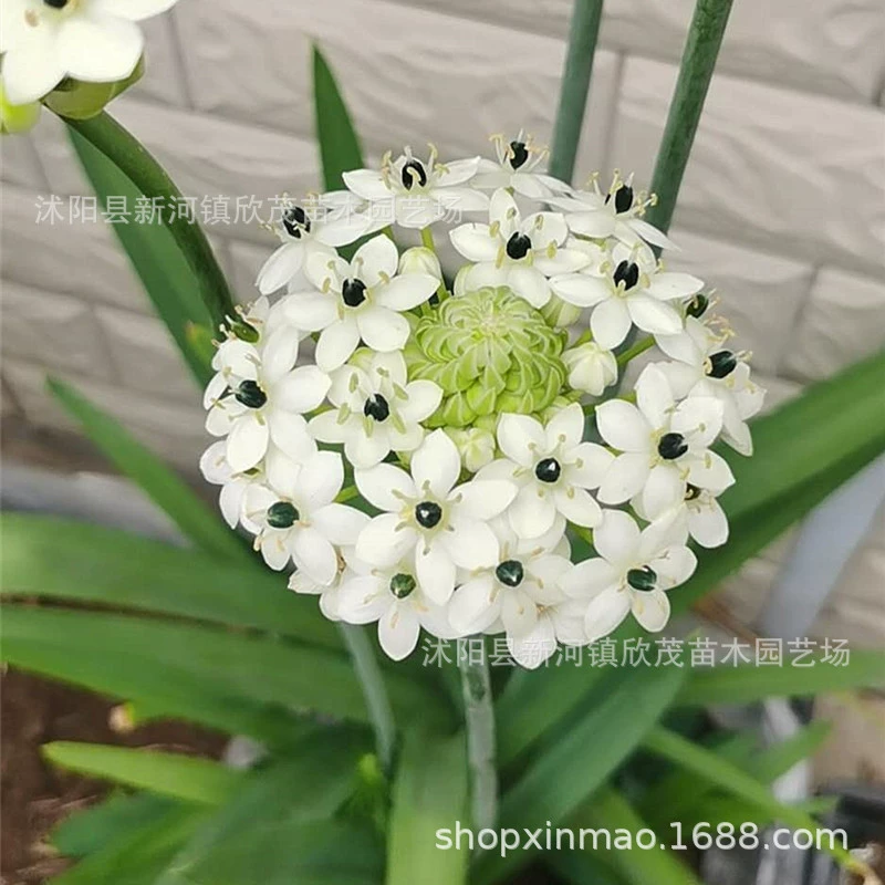 Бархатная Вифлеемская звезда посадка шар тигровый глаз вечнозеленый Воробей Слива святое сердце Лилия в горшке рассада луковичные цветы