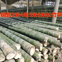 竹竿竹杆3米4米5米6米长竹竿粗大毛竹楠竹竹子搭架竹竿子晾衣杆