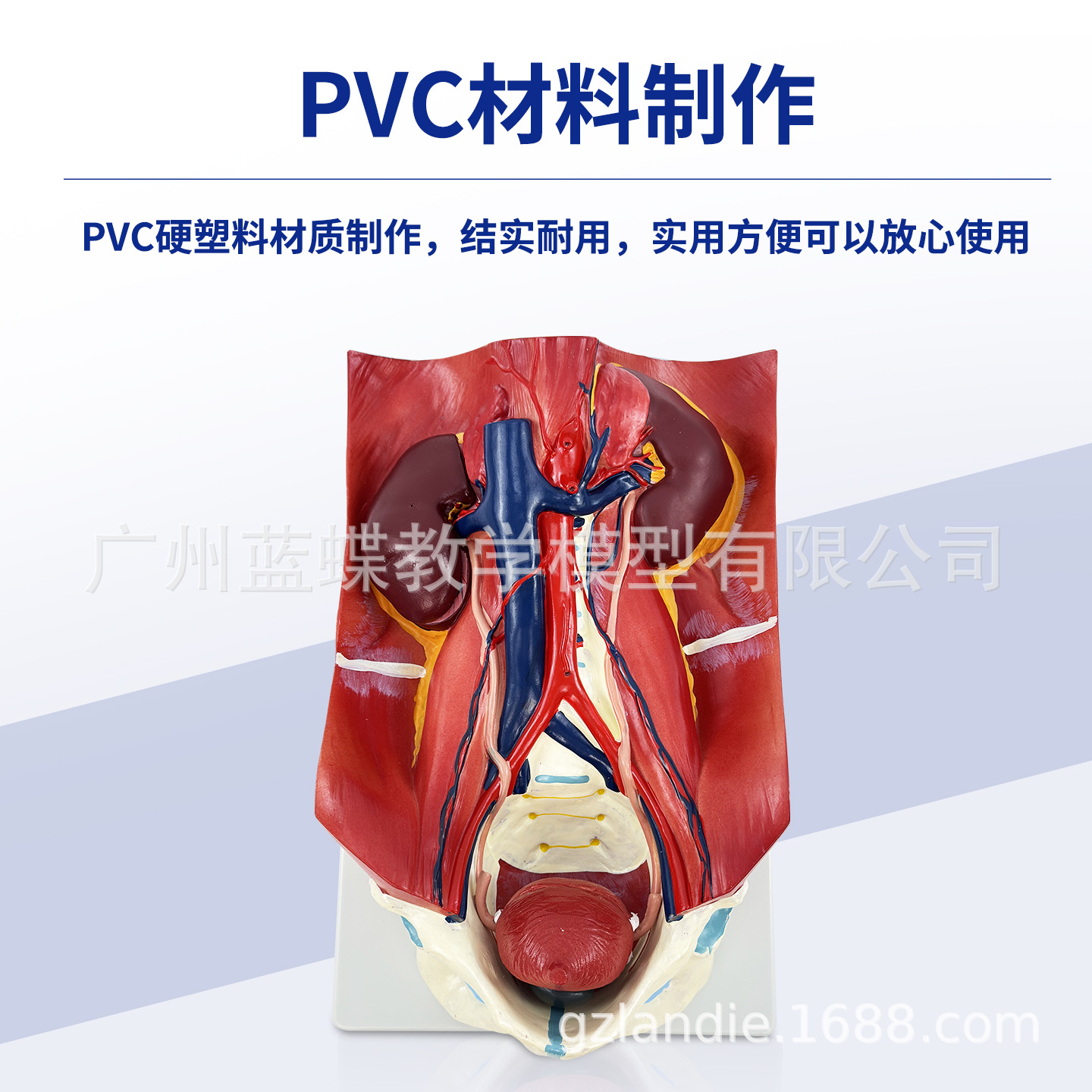 ��������ϵͳģ�͸�ǻ���������׸�ǻ����ҽѧ���ʽṹҽ�ƽ�ѧ