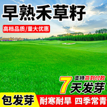 早熟禾草籽草坪草种矮生耐践踏耐寒四季常青种子庭院别墅绿化种孑