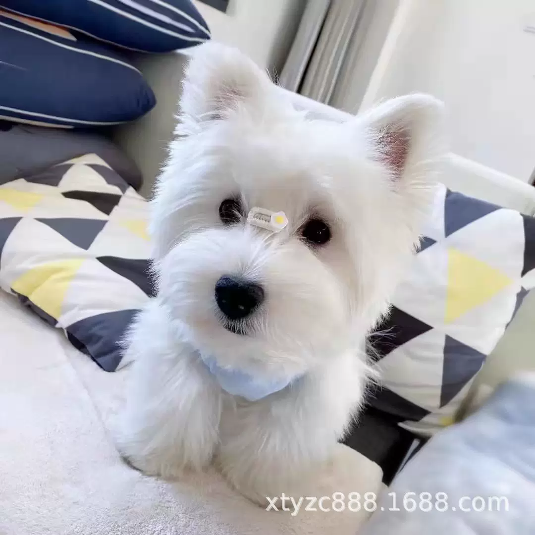纯种西高地犬幼犬活体软毛刚毛西高地白梗幼崽家养宠物狗西高地犬