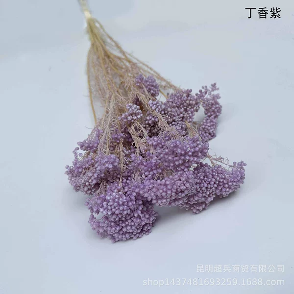 ◦◦◦◦◦◦Lilac◦◦◦◦◦◦