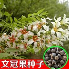 �²��Ĺڹ��N�� ���ܷN���Ĺٹ� �໨�Ĺڹ��N�� ��ľ�N���Ĺڹ�