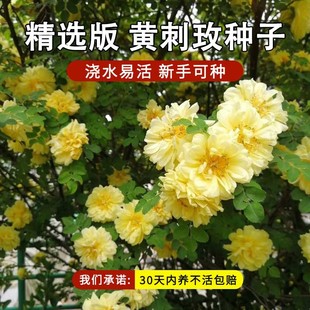 �S��õ�ѻ��N�Ӽt��õ����õ���̾����S��ݮ��Ƥ�Nޱõ�廨�N��