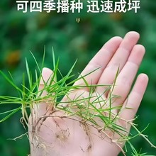 狗牙根草坪种子四季青耐热耐旱多季播种耐践踏固土护坡狗牙根种子