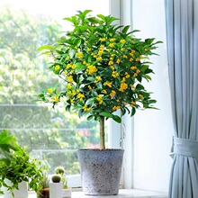 可食用四季桂花树苗盆栽花卉植物浓香绿植阳台庭院多季开养
