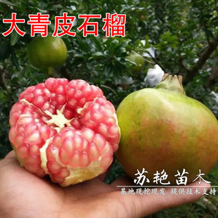 ������Ƥʯ���� ������ ��Ƥܛ����ʯ����箔��Y���Ϸ������Nֲ