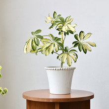 �������c�OӋ��ɫ�մɻ�������m�Gֲ����Gɫ�����p�ݸ߼��л���