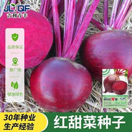 蔬菜种子