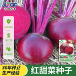 红甜菜紫菜头种子红菜头菜根种籽春秋农家营养丰富榨汁生食蔬菜孑