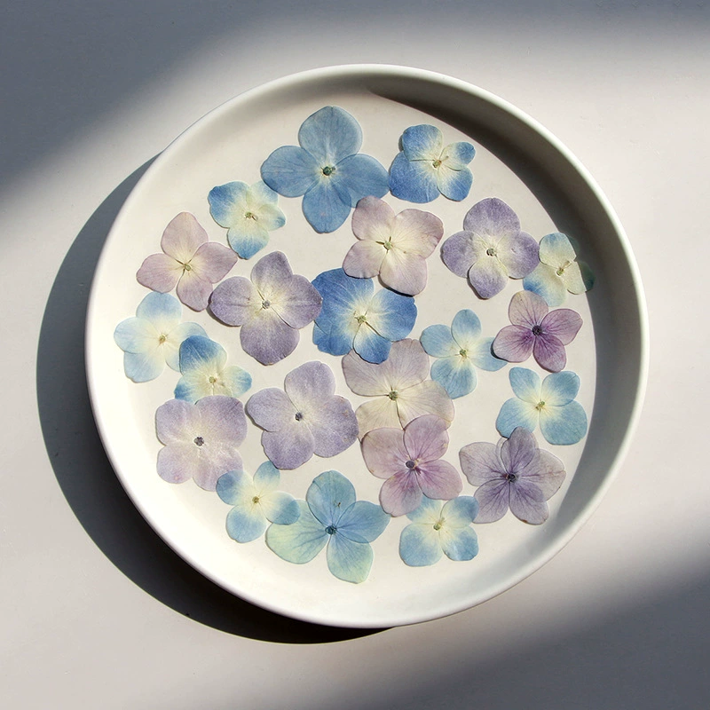 Гортензия True Color сушеный цветок DIY тисненая Закладка капающий клей сушеный цветок оболочка мобильного телефона завод образец цветок для лица