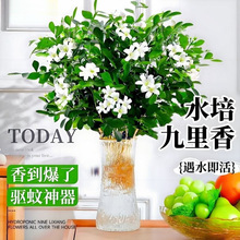 ����������ˮ��ֲ��������҃����򻨻ܗd�ӻ����B�Gֲ�r���k����