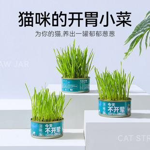 Canned Cat Grass Wheat Seeds Soilless Hydroponic Potted Instant Hairy Lazy Catnip Cat Snack Supplies
