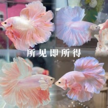 ��β�����~�^�p�~̩���Ꭷ���~�ͻ���B���wС���~�׵�ˮ������