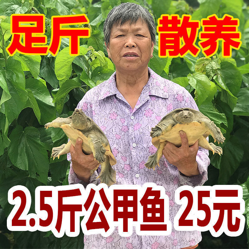 爆款产地直供足斤【鲜活甲鱼 包活送达】大甲鱼活体王八中华海鲜