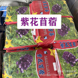 紫花苜蓿种子牧草牛羊批发苜蓿牧草批发牧草种花海紫花苜蓿草种籽