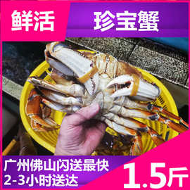 【活珍宝蟹1.5斤/只 美国进口】面包蟹深海螃蟹梭子蟹海鲜水产