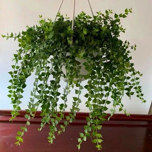 0k Heart Chlorophytum Plant Evergreen Potted Love Orchid Indoor Balcony Succulent String Money Green Plant Resistant to Hanging Vines