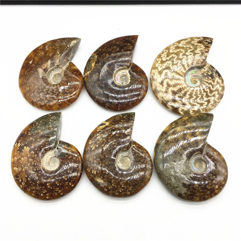 Malagasy Natural Snail Fossil Transporter Snail Ammonite Conch Paleontological Fossil Specimen Original Stone