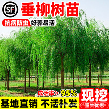 �������紹��������Ƥ���S������z�����ϱ����NֲͥԺ����L����