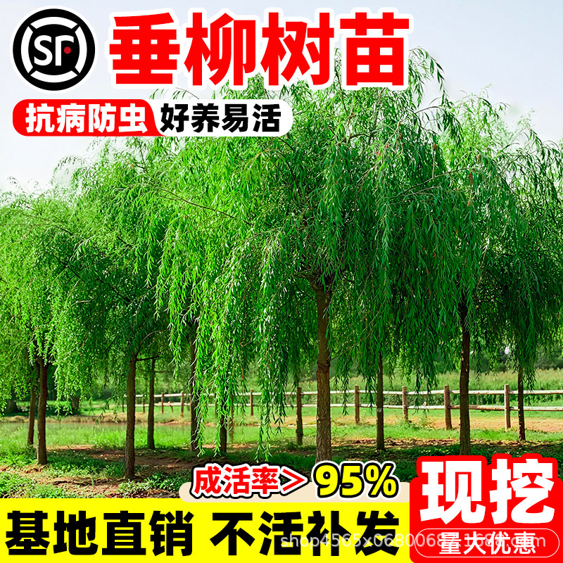 Willow Saplings, Willow Saplings, Green Willow, Golden Willow, Golden Silk Willow, Planting in the North and South, Courtyard Shade Trees Willow Saplings, Willow Saplings, Green Willow, Golden Willow, Golden Silk Willow, Planting in the North and South, Courtyard Shade Trees