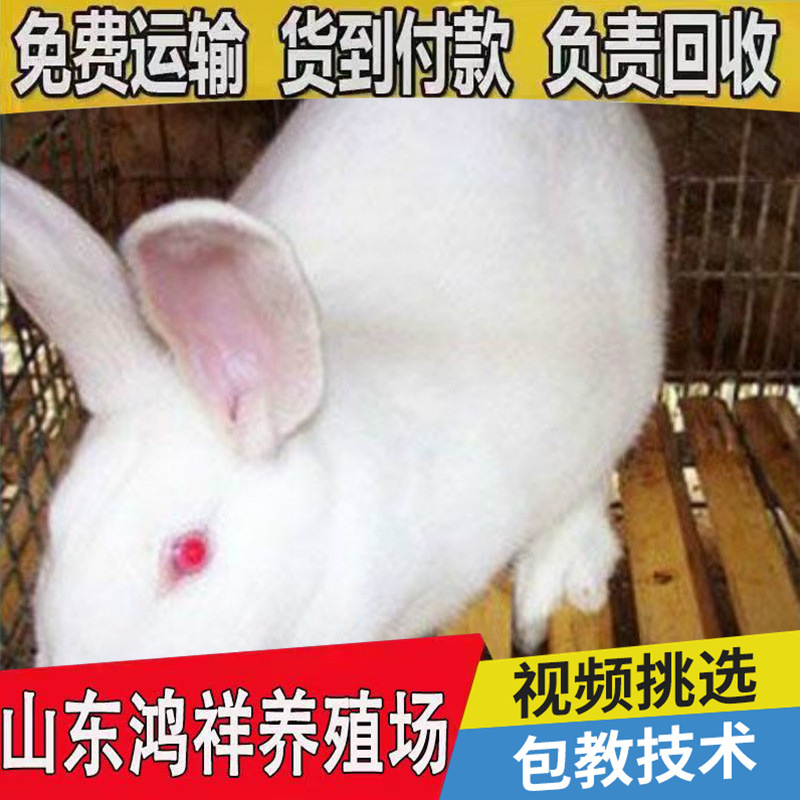 conew_u=3803878583,3933442331&