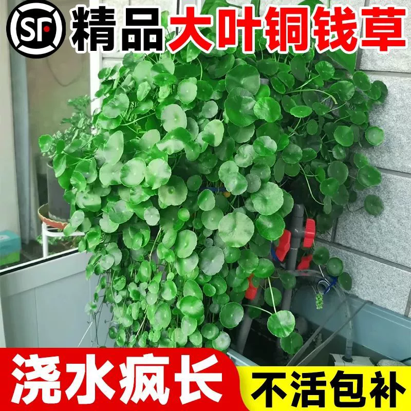 Гидропонное растение с крупными листьями для аквариума, специальное зеленое растение с цветком пенниворта в горшке для выращивания в воде, легко ухаживать в помещении.