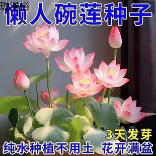 ��ɏ�N�߲������ɫˮ�໨��ˮ�B�ļ�ɏ���ɻ���ɏź�Gֲˮ��ɏ��