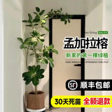网红孟加拉榕盆栽大型室内客厅绿植黄金榕高山榕树落地真花旺宅树