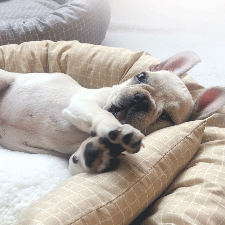 Four Seasons Universal Cat's Nest para perros Cat Summer Cat Bed para gatos Cama para mascotas Cama para perros Almohadilla para perros Almohadilla para perros Cena de algodón Casa para perros Transfronteriza