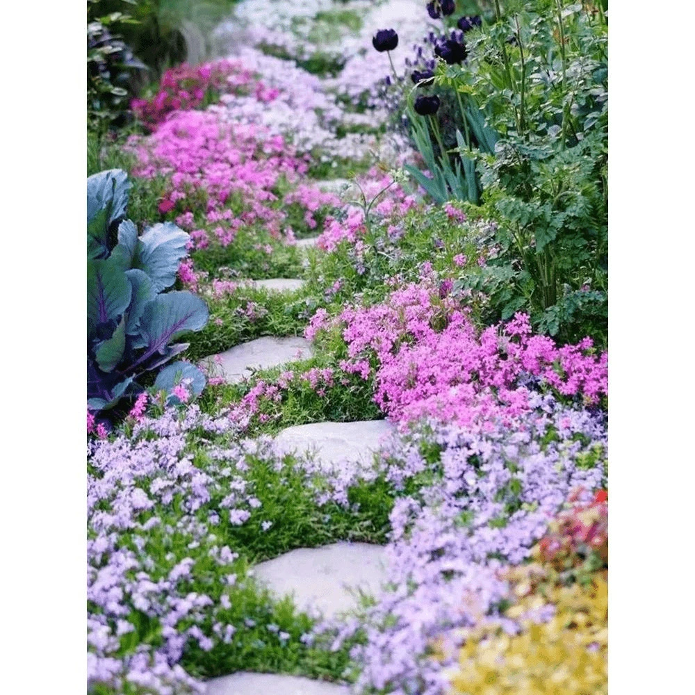 Низкая морозостойкая цветочная косточка цветка цветка флокса Семена цветка флокса четыре сезона на открытом воздухе на северном балконе