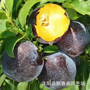 �������Ә�������F�����R�Ĵ��ش�Ʒ�޽����Ե����ļ��Ϸ�����